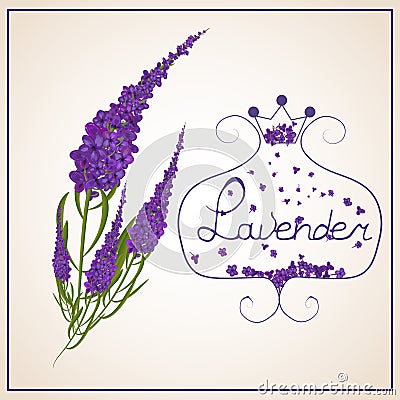 Lavender . Wreath of herbs in a retro style with a bow. Stock Photo